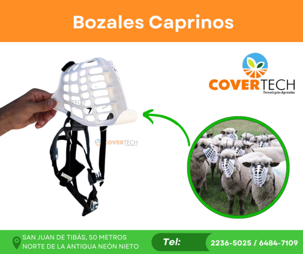 Bozal caprino